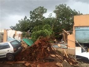 Chuva rápida nesta terça-feira (2) derruba nove árvores em Maringá